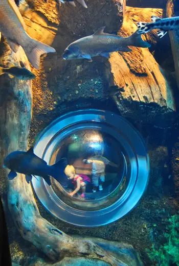 バウワーズ水族館のバブル