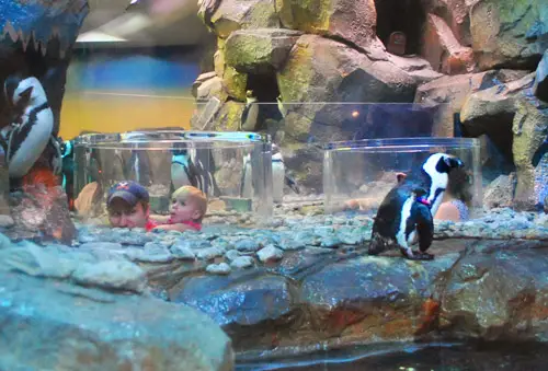 Bolla del pinguino dell'acquario di Bowers