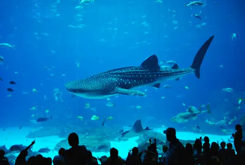 Requin baleine d'aquarium Bowers