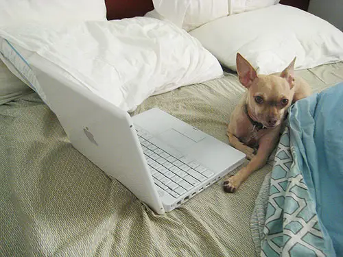 Chihuahua, mascotte, bloggin, faire