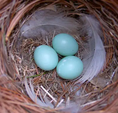 ninho de pássaros-robins-ovos-pista azul