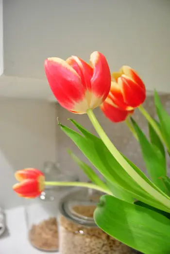 Tulpen-Detail