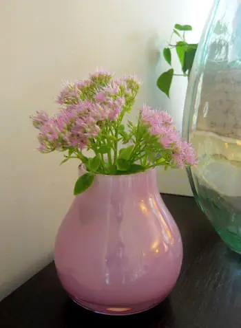 Budget blomstrer: September Sedum