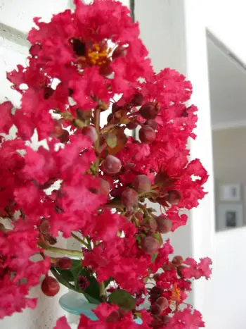 Detalle de flores de agosto