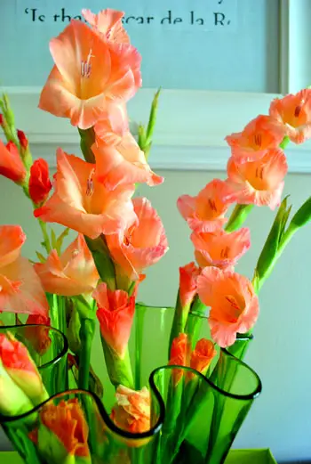 Gladioli billede 1