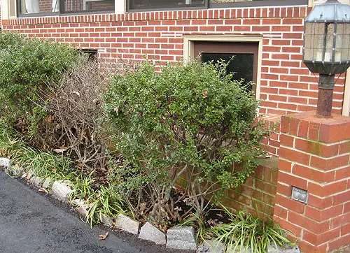 簡単に食べられる庭を植える方法