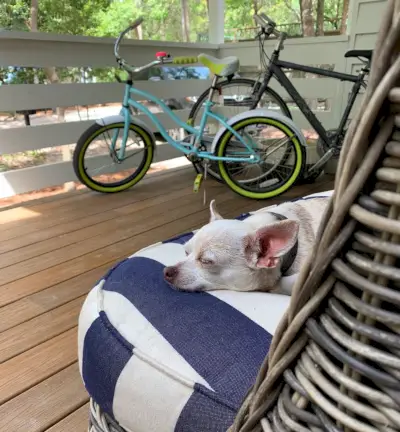 Chihuahua dormant sur un coussin extérieur sur le porche