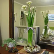 Výsadba Paperwhites