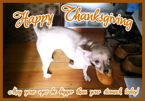 Thanksgiving-Gruß mit Chihuahua, der einen Bissen Brot hält