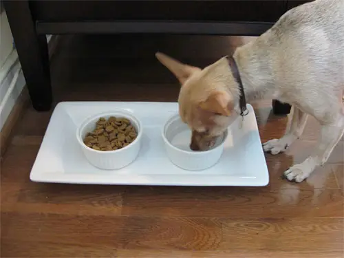 plateau-burger-plat-chien-bol-céramique