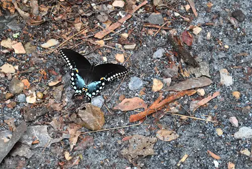 NatBridge-Schmetterling in freier Wildbahn