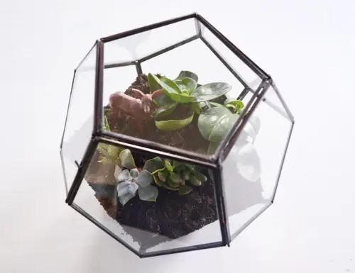 Terrarium gotowe, bohater