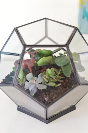 Terrarium 2