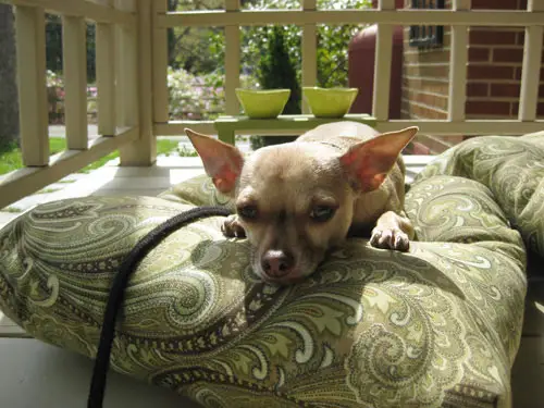 burger-sur-un-lit-pour-chien-oreiller-de-sol