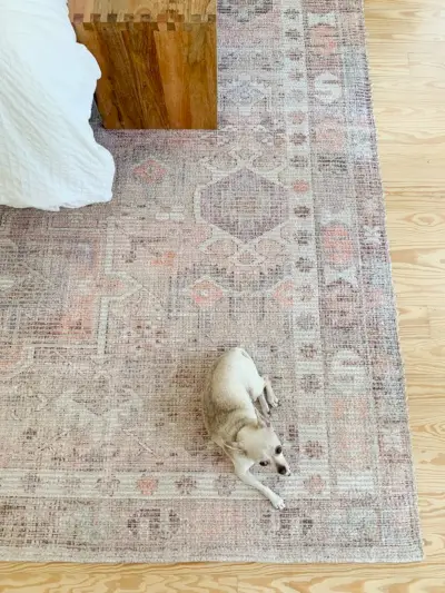 Chihuahua istuu West Elm Pink Vintage -hienomatolla makuuhuoneessa