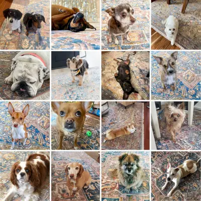 Collage de divers chiens assis sur un tapis traditionnel magique | Tapis vintage à franges médaillon Harriet NuLoom