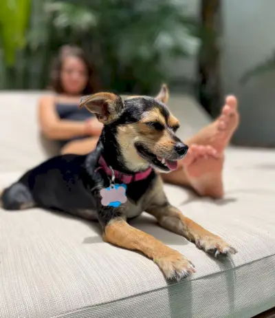 Penny The Chorkie Sitting In Sun Kęsdamas Tulum Meksika