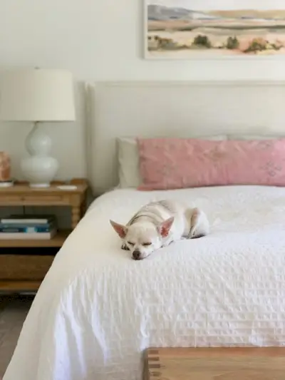 Burger, o chihuahua dormindo na ponta de uma cama com cabeceira creme