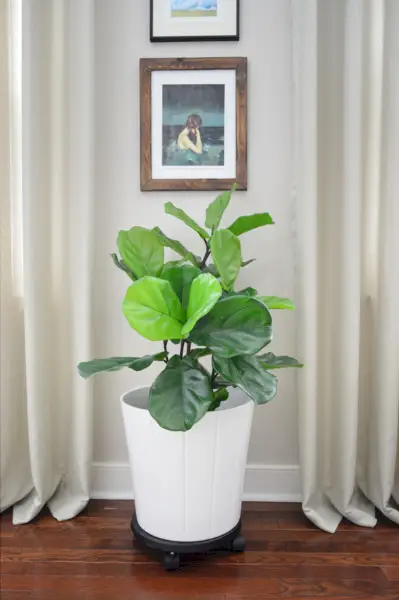 Faux Fiddle Leaf Fík Ložnice plná