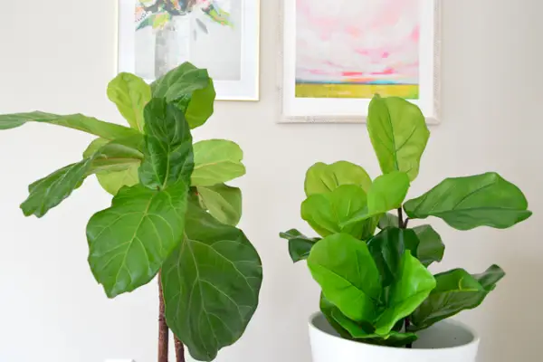 Faux Fiddle Leaf תאנה זה לצד זה ישר