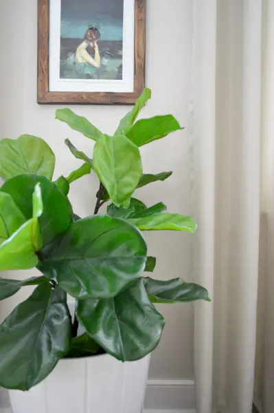 Detail ložnice Faux Fiddle Leaf Fig