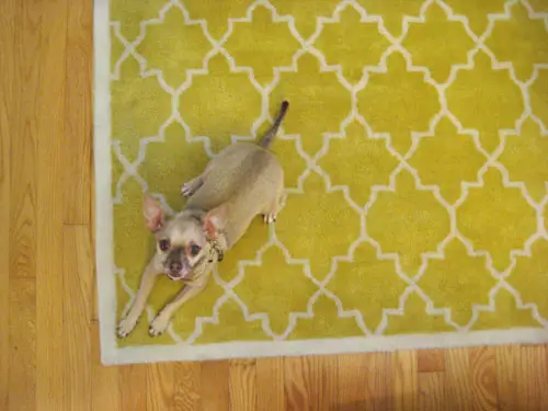 Chihuahua posé sur un tapis graphique jaune