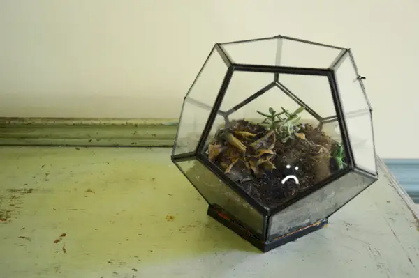 HowYouLikeMe Terrarium Tužno lice