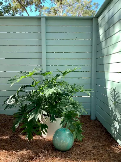 Grande plante en pot dans le coin de la clôture latérale avec boule d'observation verte patinée