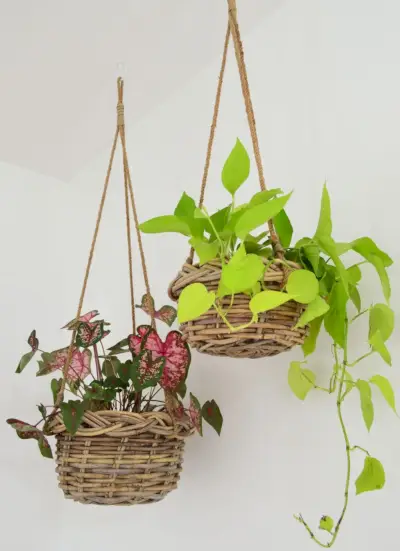 Duas plantas em cestos de tecido pendurados no teto