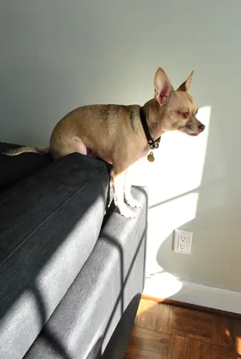 chihuahua sentado encima de un sofá seccional de ikea a la luz del sol