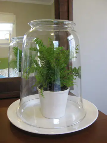 Jak zrobić szklane terrarium