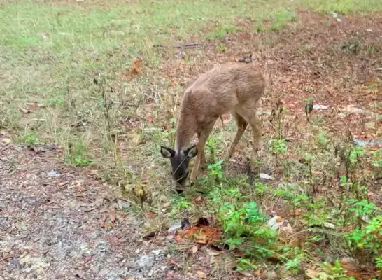 Observation de cerfs de Floride