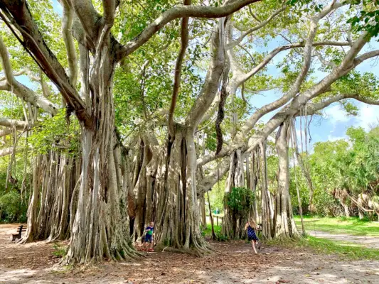 Ep137 Proljetni praznici Florida Birch State Park Tree