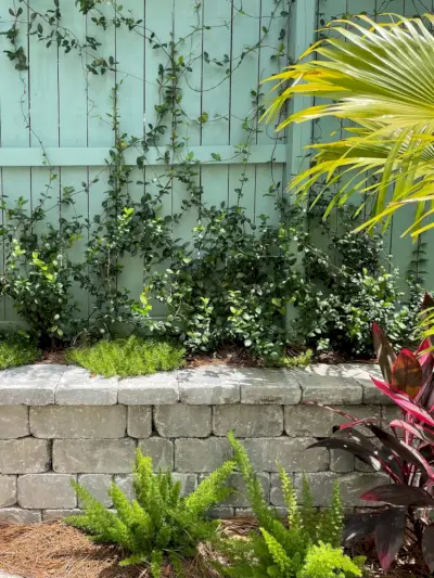 Close up de jasmim estrela plantado em muro de contenção ao longo da cerca com samambaias de rabo de raposa stonecrop vermelho ti