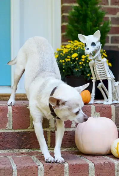 Halloween Přední Veranda Skutečná Čivava S Psí Kostrou