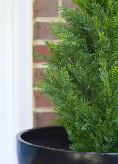 Detalhe de plantio de planta falsa em varanda perene