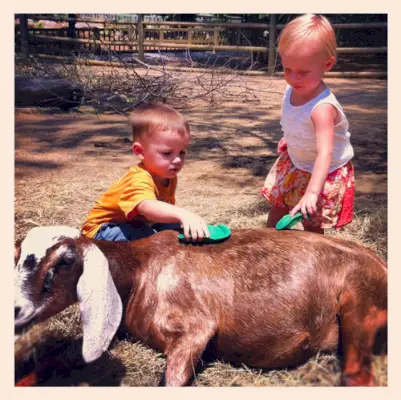 Rok en top kinderboerderij