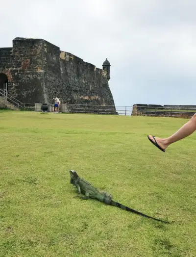 Puerto Rico slott leguan