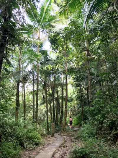 بورتوريكو El Yunque Mina Waterfall Hike