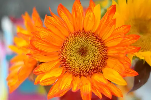 Décoration de tournesol ardent pour la fête d'anniversaire du dragon