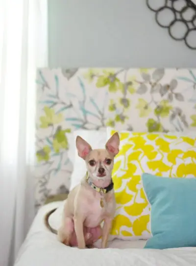 Bruine chihuahua zittend op bed voor een met bloemen bekleed doe-het-zelf-hoofdeinde