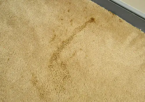 Como remover carpetes e preparar pisos de madeira