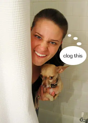 Sherry hält Chihuahua im Badezimmer und verstopft diese Sprechblase