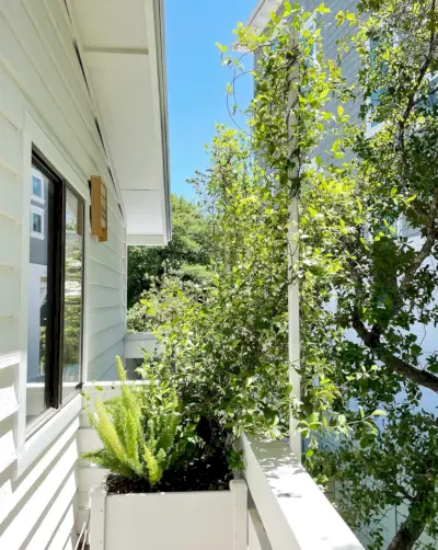 Ochrana osobných údajov Trellis with Star Jasmine