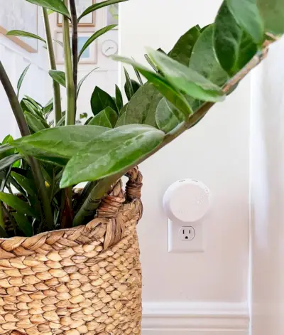 Difuzor de parfum Pura Smart, conectat la perete de ZZ Plant