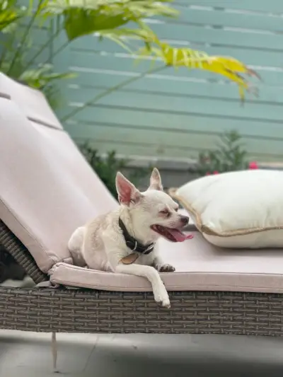 Burger haletant sur une chaise longue au bord de la piscine