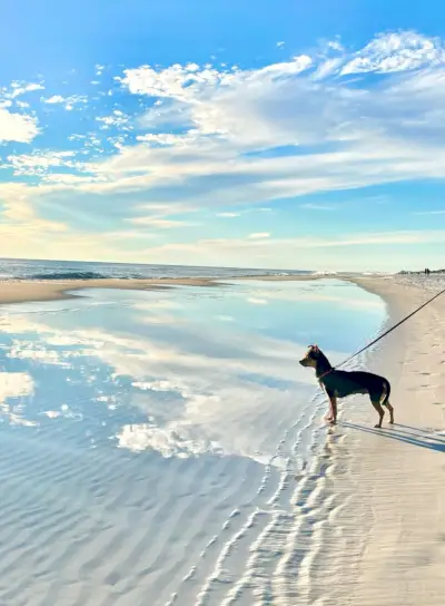 Penny Chorkie stoji na plimovanju na plaži z oblaki