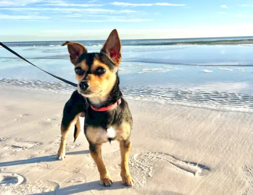 Penny står i sanden på stranden