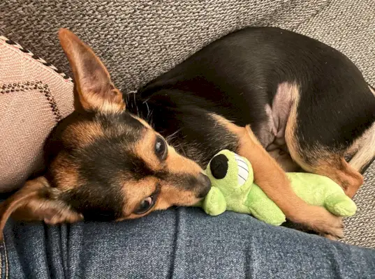 Penny the chorkie dormint amb una joguina de gos verda