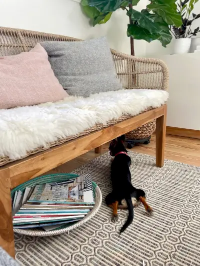 Penny the Chorkie ligger med bena ut under vevd benk